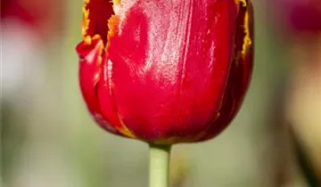 Gefranste Tulpe