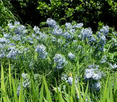 Amsonia hubrichtii