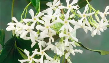 Chinesischer Sternjasmin