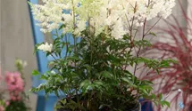Astilbe