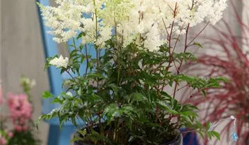 Astilbe
