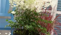 Astilbe