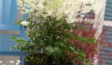 Astilbe