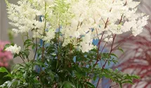 Astilbe