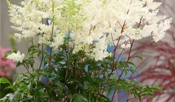 Astilbe