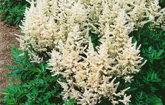 Astilbe x arendsii 'Bridal Veil'