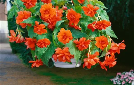 Begonia, orange, gefüllt