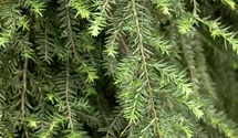 Kanadische Hemlocktanne 'Pendula'