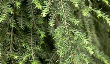 Kanadische Hemlocktanne 'Pendula'
