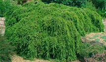 Kanadische Hemlocktanne 'Pendula'