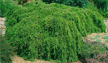 Kanadische Hemlocktanne 'Pendula'