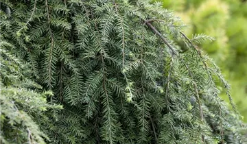 Kanadische Hemlocktanne 'Pendula'