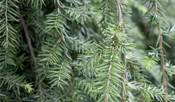 Kanadische Hemlocktanne 'Pendula'