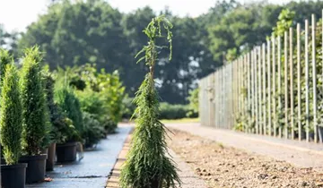 Kanadische Hemlocktanne 'Pendula'