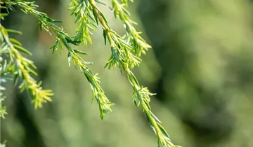 Kanadische Hemlocktanne 'Pendula'