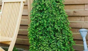 Kanadische Hemlocktanne 'Pendula'