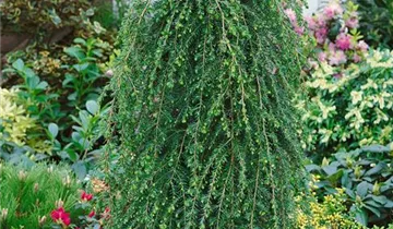 Kanadische Hemlocktanne 'Pendula'