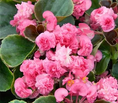 Begonia, rosa, gefüllt