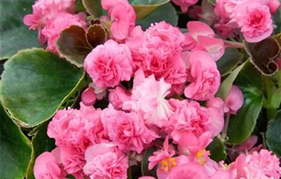 Begonia, rosa, gefüllt