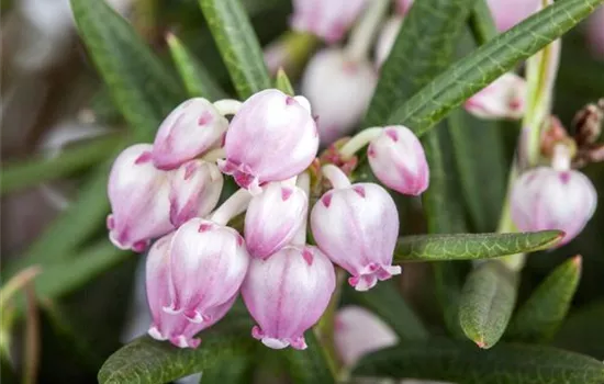 Andromeda polifolia 'Glauca'