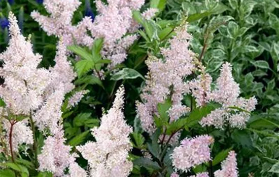 Astilbe x arendsii 'Peach Blossum' (Arendsii-Gruppe)
