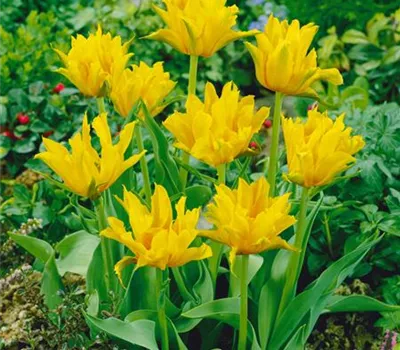 Tulipa 'Yellow Spider' (lilienblütige Tulpe)