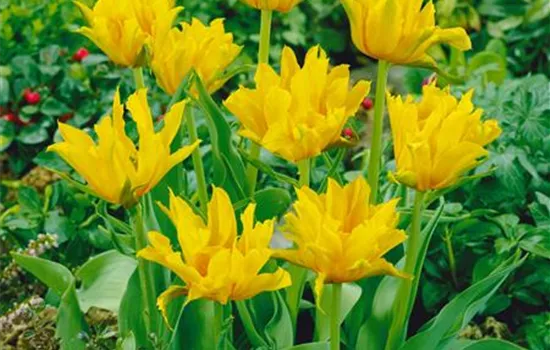 Tulipa 'Yellow Spider' (lilienblütige Tulpe)
