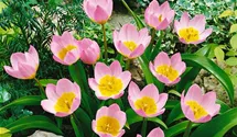 Kretische Tulpe