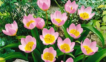 Kretische Tulpe