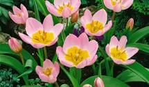 Kretische Tulpe