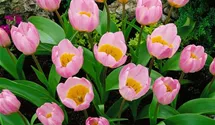Kretische Tulpe