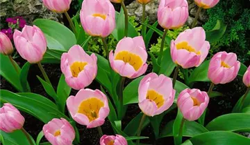 Kretische Tulpe