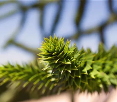 Araucaria araucana