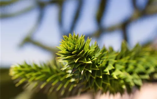 Araucaria araucana