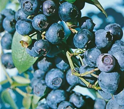 Vaccinium angustifolium 'Putte'