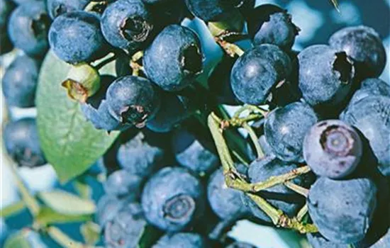 Vaccinium angustifolium 'Putte'