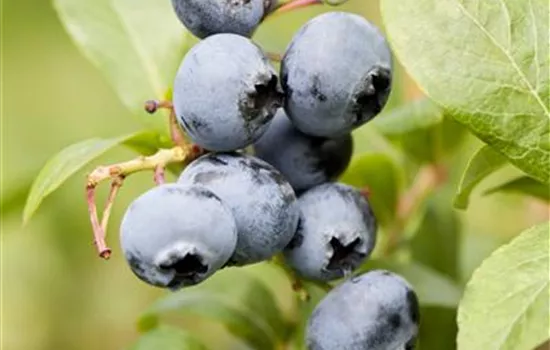 Vaccinium corymbosum 'Blueray' (Heidelbeere)