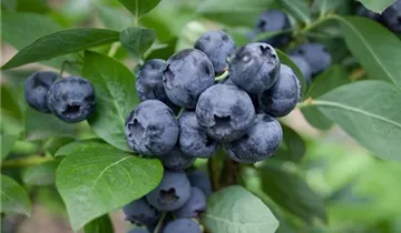 Mini Blues Blueberry