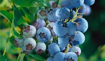 Mini Blues Blueberry