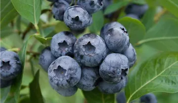 Mini Blues Blueberry