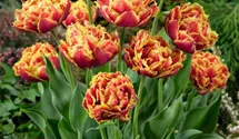 Crispa-Tulpe