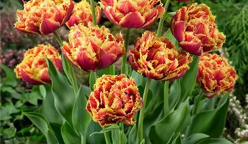 Crispa-Tulpe