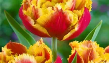 Crispa-Tulpe