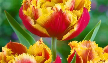 Crispa-Tulpe