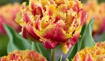 Crispa-Tulpe