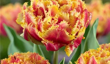Crispa-Tulpe