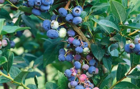 Vaccinium corymbosum Brigitta