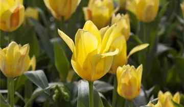 Greig-Tulpe