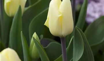 Greig-Tulpe