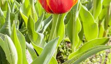 Greig-Tulpe